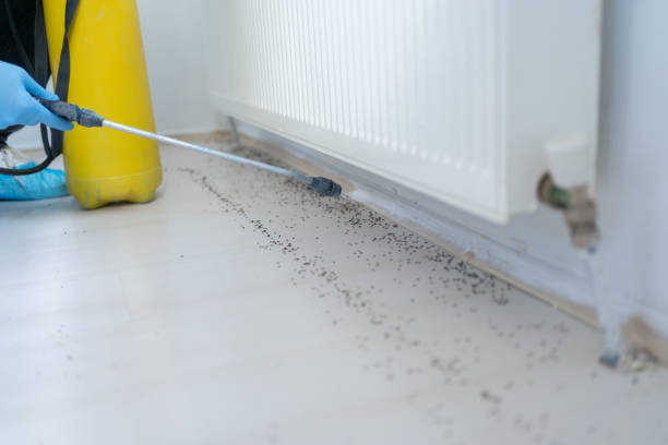 Wasp Removal Services in Mckinleyville, CA